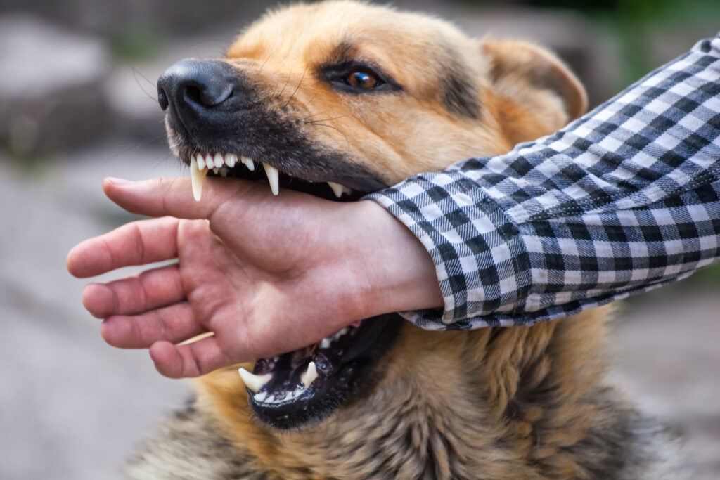 Mordeduras de Perros